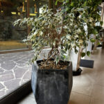 事務所の観葉植物、紹介🪴 ~part1~