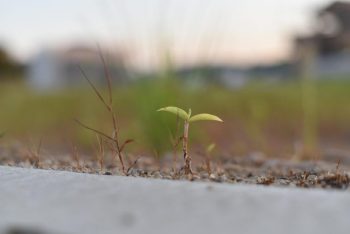 西部台の葉